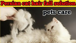 Persian Cat Hair fall Solution, Cat k Hair fall ho rahe hai to kya kare? #petscare