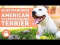 Adiestrar a un american staffordshire terrier の動画、YouTube動画。