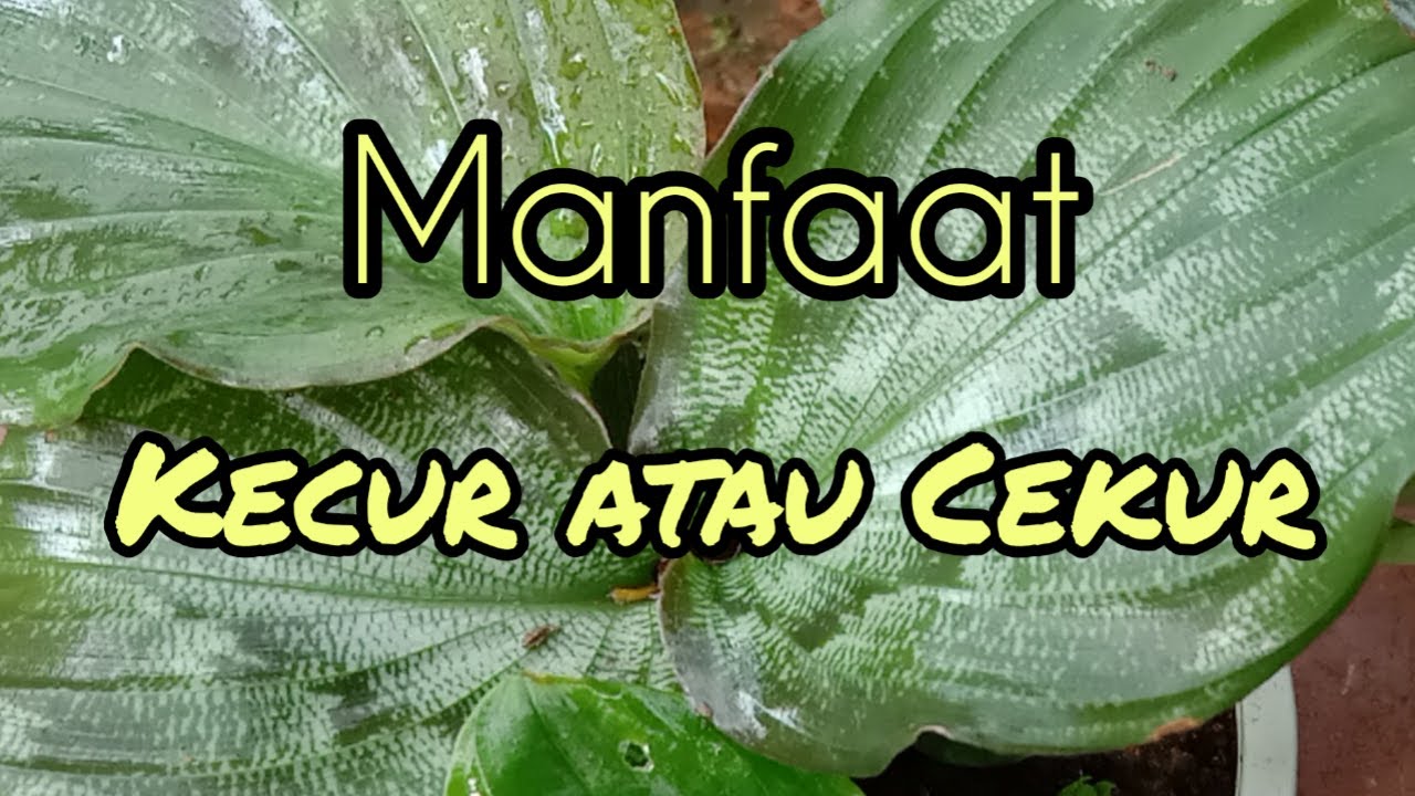 21 Khasiat Cekur Menurut Sains Dan Petua Amalan Bidadari My