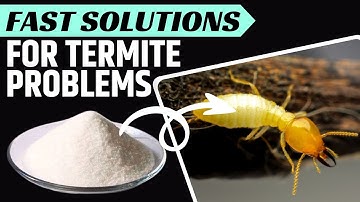 How to Kill Termites the Natural Way?