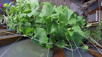 Cucumber Tendrils - Timelapse