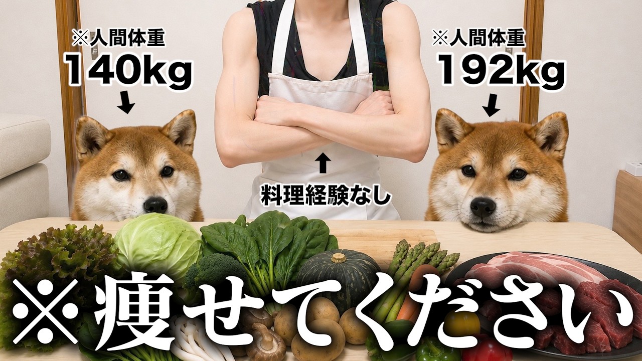 【限界】 デブすぎる愛犬2匹に手作りご飯を作った結果..「不安・焦り・震え」が止まらない柴犬こまちゃん。。