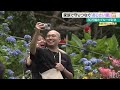 おばーが始めたあじさい園　観光スポットにまでなった園を受け継ぐ家族　本部町・よへなあじさい園【わがまちLink41】