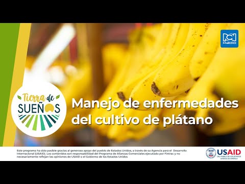 Video: Guía de plagas y enfermedades del banano: solución de problemas con las plantas de banano