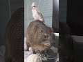 乗り心地が良いことに気づいたオカメインコ