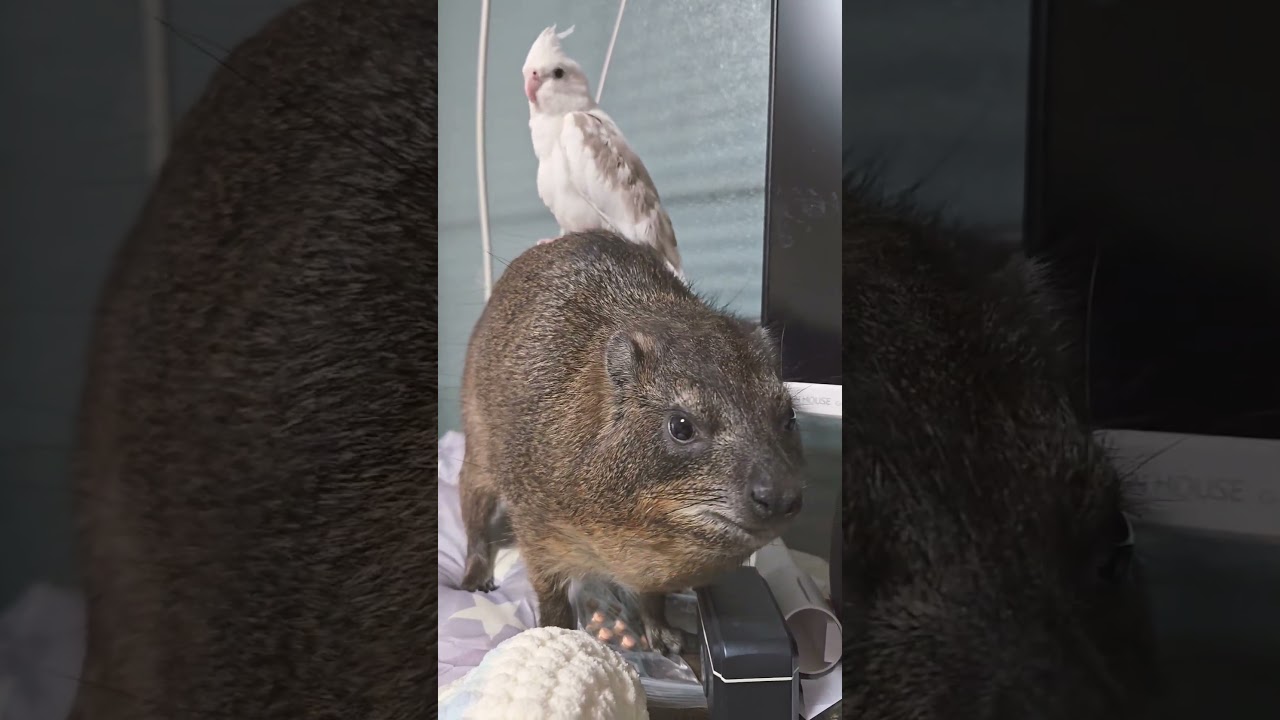 乗り心地が良いことに気づいたオカメインコ
