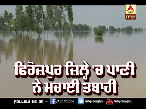 Ferozepur `ਚ ਪਾਣੀ ਦੇ ਕਹਿਰ `ਚ ਡੁੱਬੇ ਪਸ਼ੂ, ਜੀਵਨ ਬੇਹਾਲ