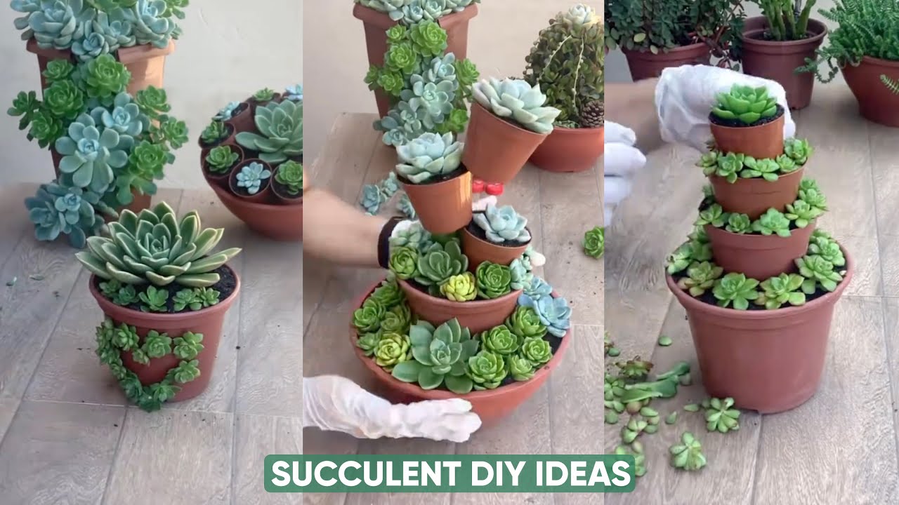 Step-by-Step: How to Make a Succulent Arrangement for Your Garden | 다육이 ...