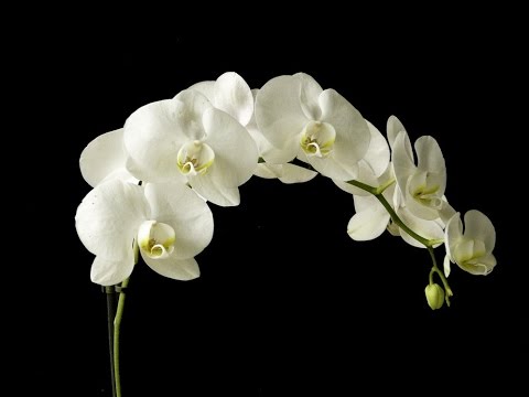 Video: Orkide Yetiştirme Sorunları - Yaygın Zararlılar, Hastalıklar & Orkide Bitkileriyle Çevresel Sorunlar