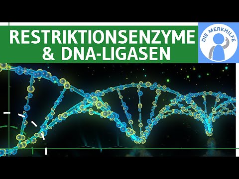 Restriktionsenzyme & DNA-Ligasen - Begriffe, Ablauf, praktische Anwendung, Werkzeuge & Methode @diemerkhilfe