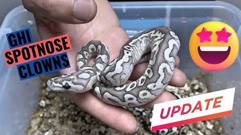 WORLDS FIRST!!! Spotnose GHI Clown Ball PythonClutch Update