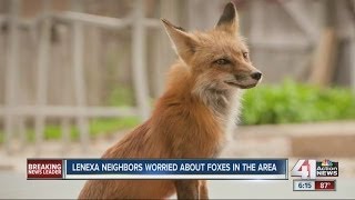 Lenexa neighbors worried about foxes in the area
