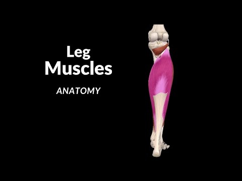 Video: Který sval dorzálně ohýbá nohu?