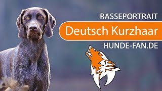 ► German Shorthaired Pointer [2020] History, Appearance, Temperament, Training, Exercise, Health