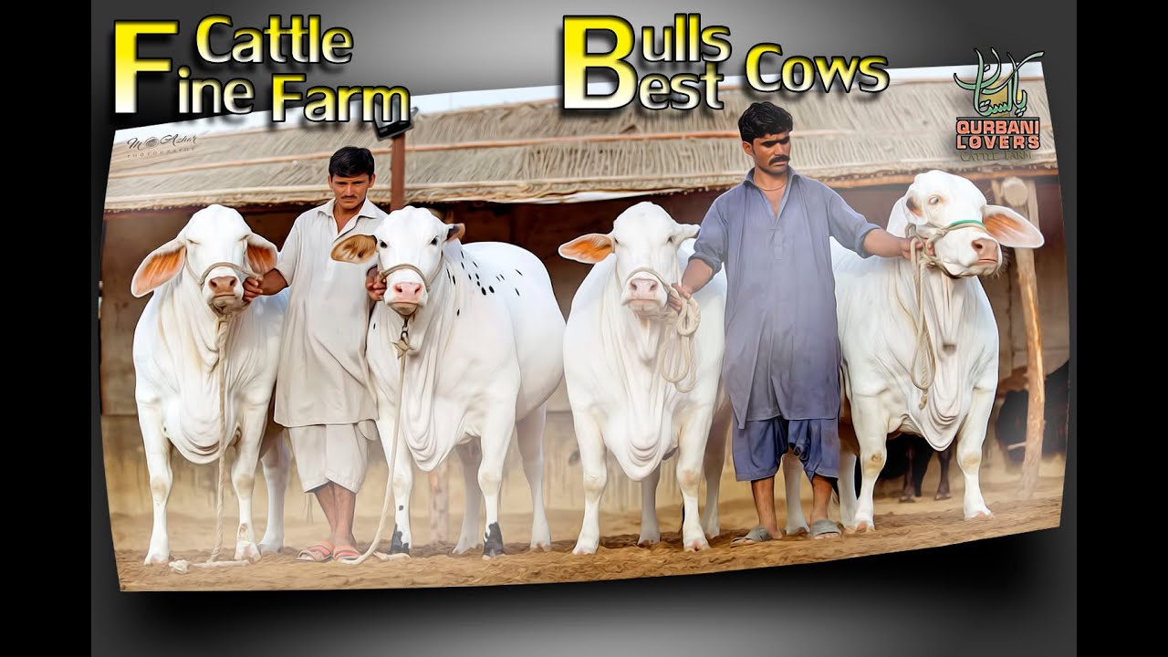 Pure breed cows and bulls | Cattle farming in Pakistan | Fine cattle