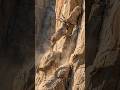 Crazy Mountain Goats Climbing a Dangerous Cliff 🐐 | Goat POV Camera | GoPro on a Mountain Goat
