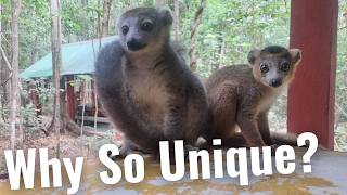 Why Madagascar is Unlike Everywhere Else on Earth