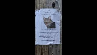 Calling Missing Cat Poster Prank [MY TAKE😭] [edits by me]