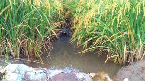 Đặt Lợp Ếch Trên Cánh Đồng Lúa Chín _Nghề Mưu Sinh