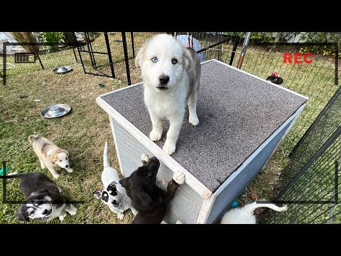 What My Foster Puppies Do When I'm Not Home? (Caught in 4K Being Menaces)