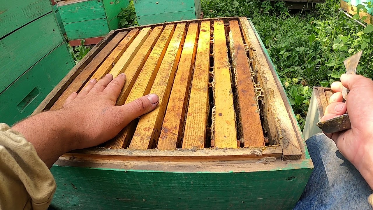 Як підняти бджоли в другий корпус  Бджільництво