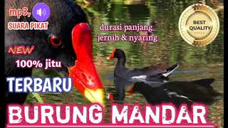 suara pikat burung mandar terbaru//mandar batu//mandar sawah.