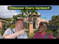 In search of cherry gardens a breathtaking journey