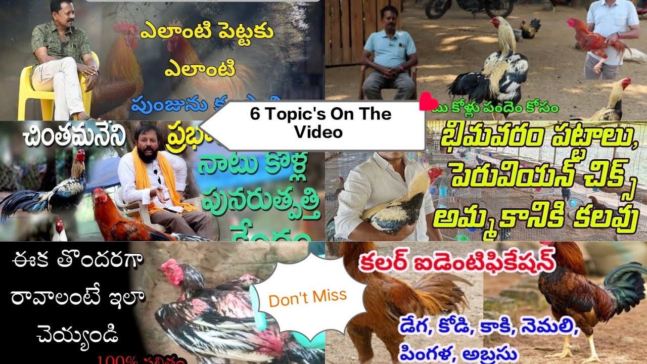 TOP 6 TOPIC'S IN TELUGU #aseel #gproosters #manamaster #hdvideo #aravindfarmsyanam