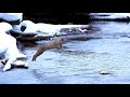 A bobcat (Lynx rufus) jumps over a river with a single leap