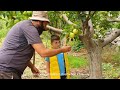 Apple Harvest Season In Lebanon موسم قطاف التفاح في لبنان 