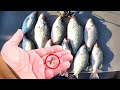 A Simple Way To Catch Tons Of Crappie