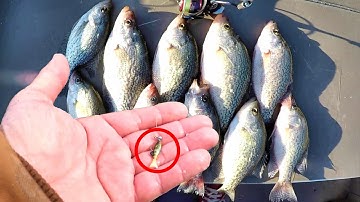 A Simple Way To Catch Tons Of Crappie