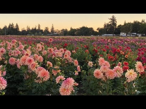 Video: Dahlia-variëteiten - Leer over verschillende soorten dahlia-bloemen