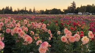 Learn All About Dahlia Types 🙌🤓📝 // Coast to Coast Home and Garden