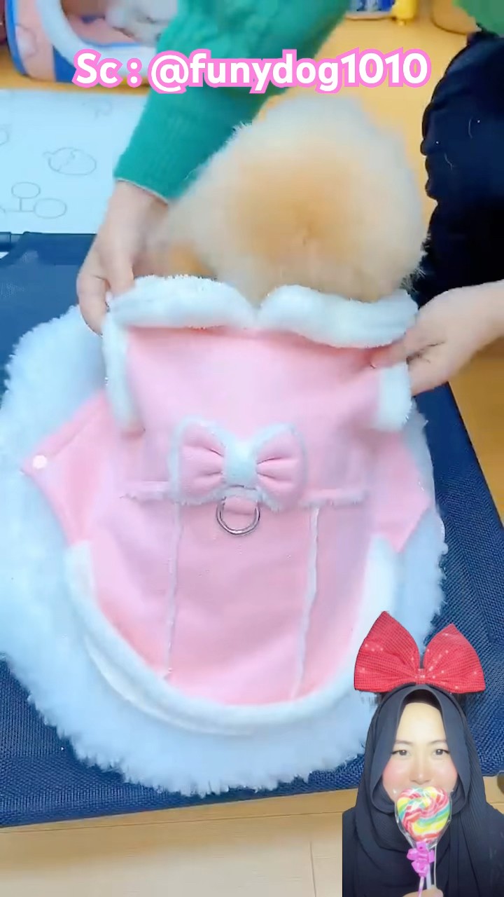 PUPPY Lucu Pakai Baju Pink ⁉️? @funydog1010 #shorts #funny #dubbing