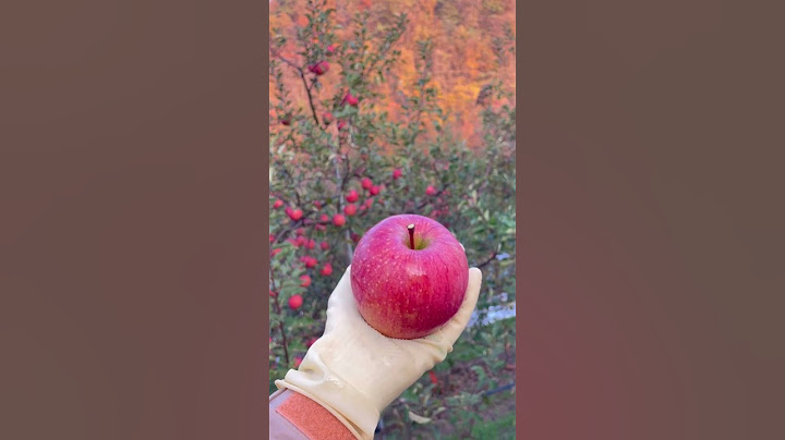 과수원집 딸, 경북 영양 주사골 사과 수확 #사과 #꿀사과