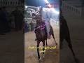 إبداع رقص الخيل علي المزمار البلدي مع الريس بدري ابو السيد أفراح كوم عقوب عائلة الكريمات 01065173993 