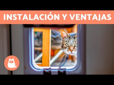 Video: Cómo hacer una simple puerta de usos múltiples para su solapa de gato desde el piso