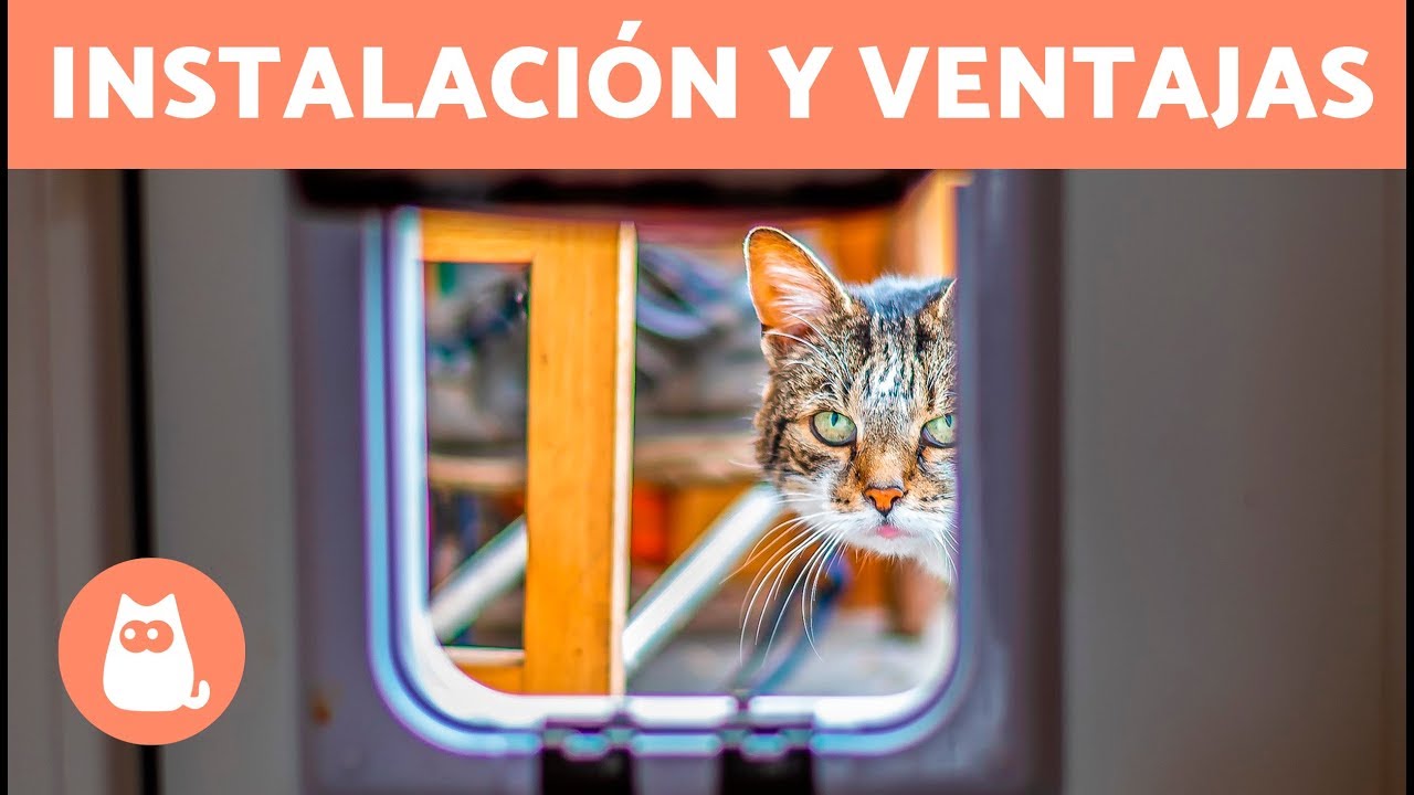 PUERTA para GATOS 🐱 Cómo Instalarla y Beneficios 