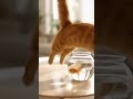 The AI Cat Fail You Have To See To Believe! 😂