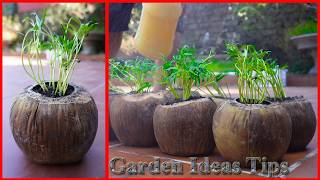 Don’t Throw Away Coconut Shells! Grow Vegetables Like This on Your Balcony