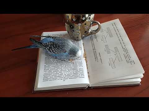 Попугай и книга