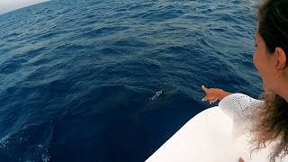AMAZING DOLPHIN SAFARI  |  ONCE IN A LIFETIME  |  THE MALDIVES