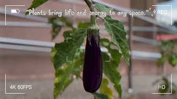 Politeknik seberang perai