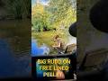 Big Rudd - #fish #fishing #rudd #angling #angler #hindersbait #fishingtackle #lake #pellet #rig