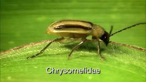 Western Corn Rootworm Preview Clip