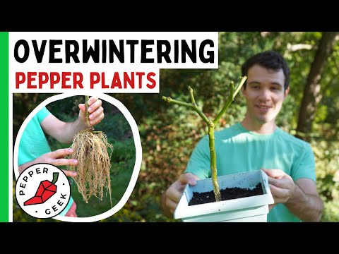 Video: Övervintrade paprikaväxter – hur man håller paprika över vintern