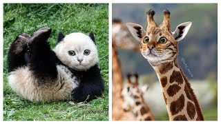 If All Animal World Is Cat