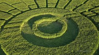 Crop Circle Handley Hill, Nr Sixpenny Handley, Dorset. Reported 31/05/ 2020