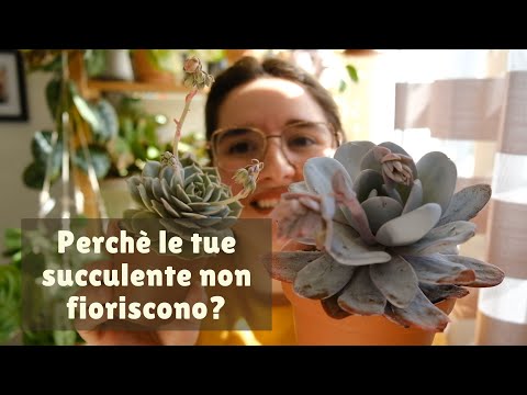 Video: Come godersi la primavera: 12 passaggi (con immagini)